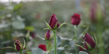 Gül kazandırdı, üretici çoğaldı