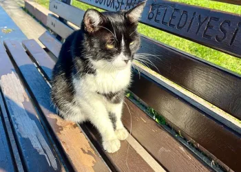 İğne yutan kedi hayati tehlikede