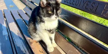 İğne yutan kedi hayati tehlikede