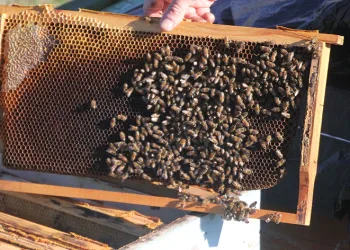 Ordu’da arıcılar yeni sezona hazırlanıyor
