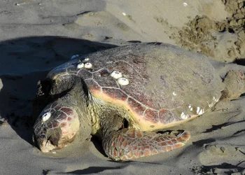 Nesli tükenmekte olan caretta caretta karaya vurdu