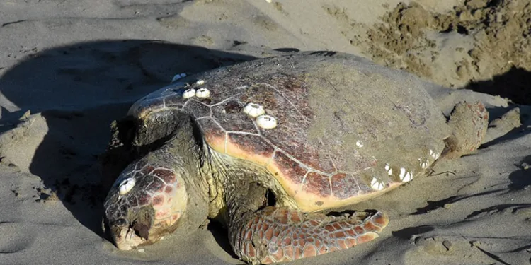 Nesli tükenmekte olan caretta caretta karaya vurdu