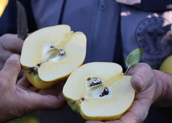 Rusya’nın ayvası Kahramanmaraş’tan