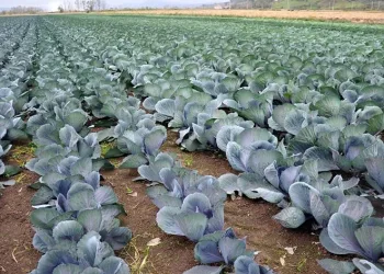 Karnabaharda da Türkiye 1’inci