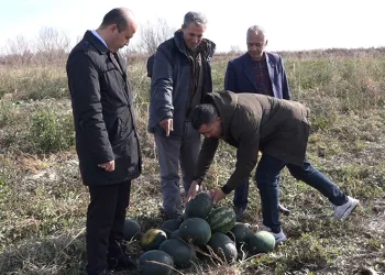 Iğdır’da karpuz hasadı