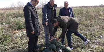 Iğdır’da karpuz hasadı