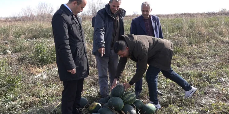 Iğdır’da karpuz hasadı