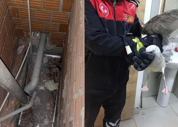 Bina boşluğunda mahsur kalan martıyı itfaiyeciler kurtardı