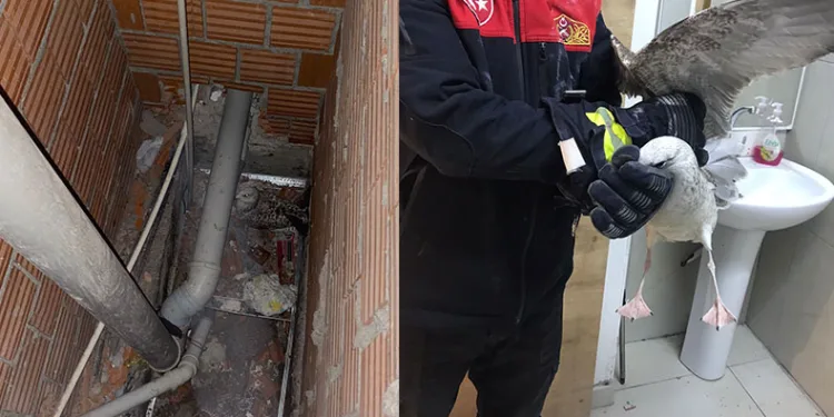 Bina boşluğunda mahsur kalan martıyı itfaiyeciler kurtardı