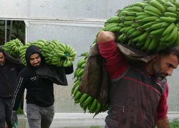 Muzda hasat sezonu başladı