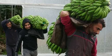 Muzda hasat sezonu başladı