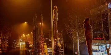 Sakarya’nın süsü palmiyeler kışa hazır