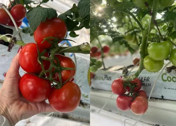 Jeotermal ısıtmalı serada ilk hasat