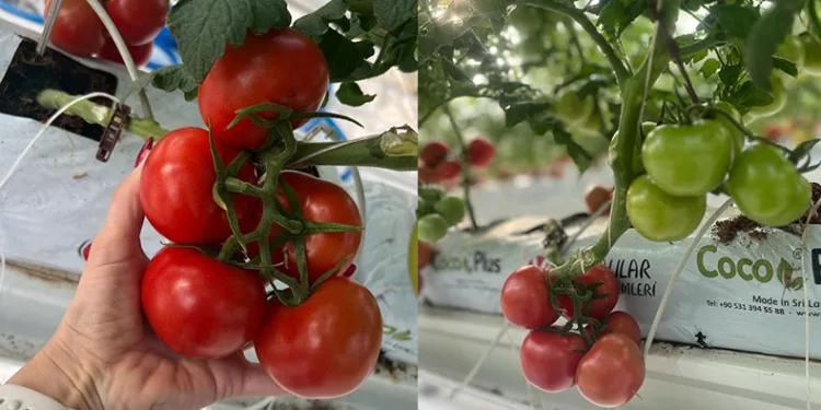 Jeotermal ısıtmalı serada ilk hasat