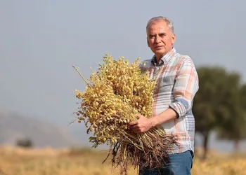 Çiftçilere 70 ton nohut tohumu desteği