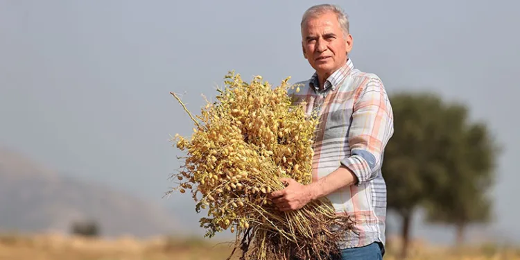 Çiftçilere 70 ton nohut tohumu desteği