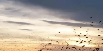 Şehrin semalarında muhteşem dans