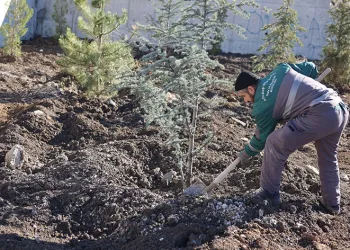 Park ve bahçelerde peyzaj çalışmaları