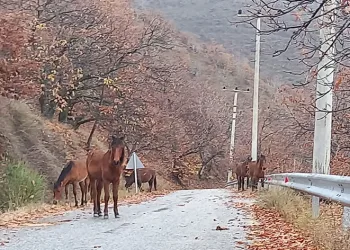 Zeytinde ‘yok yılı’ yük hayvanlarına yaradı