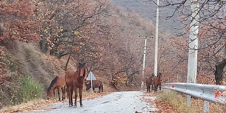Zeytinde ‘yok yılı’ yük hayvanlarına yaradı