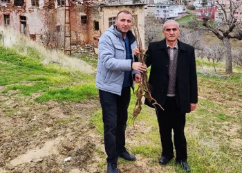 Siirt’te çiftçilere yerli sumak fidanı dağıtıldı