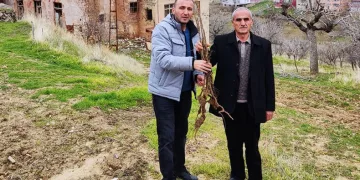 Siirt’te çiftçilere yerli sumak fidanı dağıtıldı