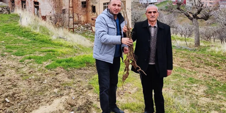 Siirt’te çiftçilere yerli sumak fidanı dağıtıldı