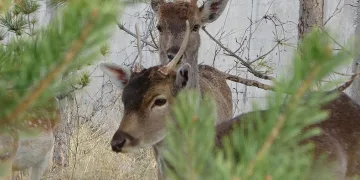 “Alageyiklerin asıl yurdu Anadolu’dur”