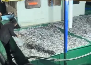 Balıkçılar kasalar dolusu hamsilyle döndü