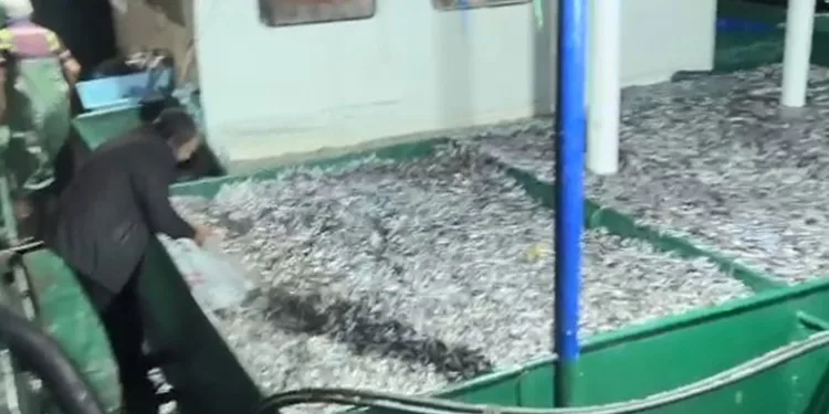 Balıkçılar kasalar dolusu hamsilyle döndü