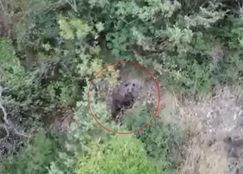 Ayılar kış uykusuna yatamadı