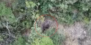 Ayılar kış uykusuna yatamadı
