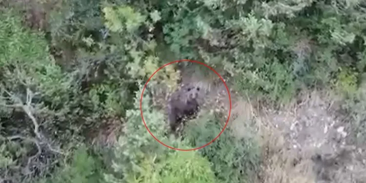 Ayılar kış uykusuna yatamadı
