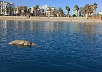 Antalya’da balıkçının fok sevinci