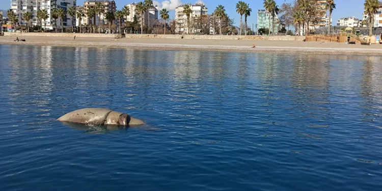 Antalya’da balıkçının fok sevinci
