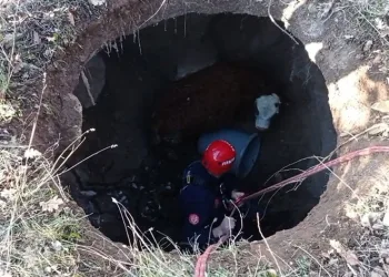 Çukura düşen buzağıyı itfaiye kurtardı