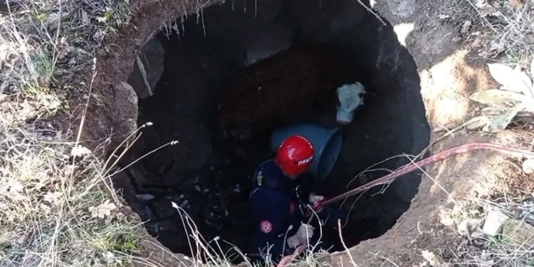 Çukura düşen buzağıyı itfaiye kurtardı