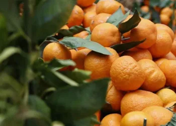 Seferihisar “turuncu bayrama” hazır