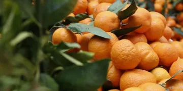 Seferihisar “turuncu bayrama” hazır