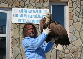 210 yaban hayvanı doğaya kazandırıldı