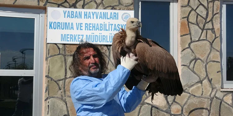 210 yaban hayvanı doğaya kazandırıldı