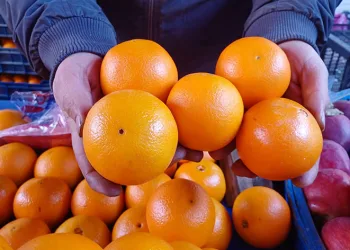 Hatay portakalı tezgahta yerini aldı
