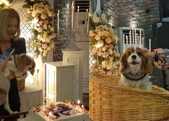 Köpeğinin doğum gününü böyle kutladı