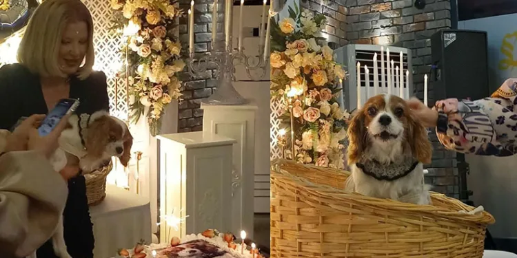 Köpeğinin doğum gününü böyle kutladı