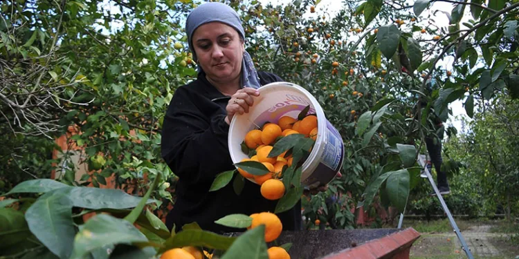 Bahçesindeki meyvelerini çocuklara gönderiyor