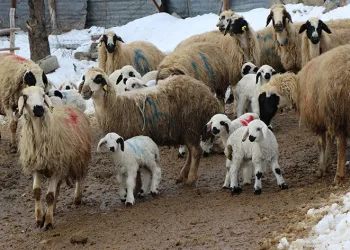 Besicilerin kış mesaisi başladı