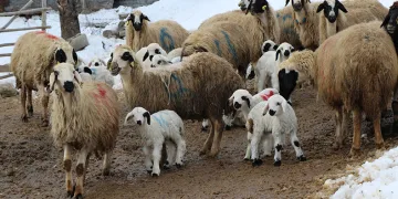 Besicilerin kış mesaisi başladı