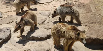 Hayvanlar kış uykusunu unuttu