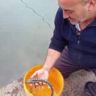 Balıkçı ağlarına takılan mersin balıkları denize salındı