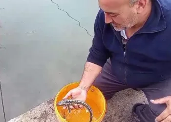 Balıkçı ağlarına takılan mersin balıkları denize salındı
